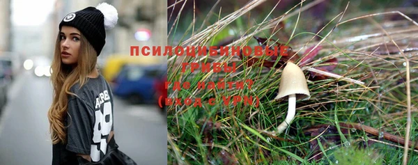 прущие грибы Абинск